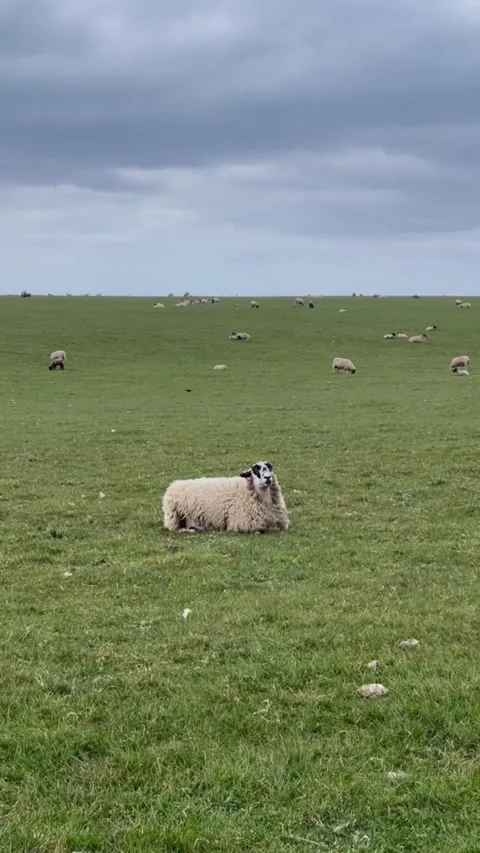 A lone sheep resting in a vast, open green pasture under a cloudy sky Vídeos de archivo 334353490