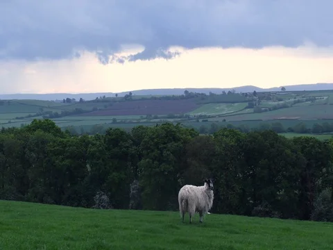 Lone sheep standing in a field Stock Footage 79192323