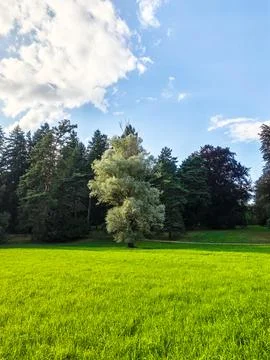 Lone Silver Poplar Tree in a Vibrant Green Meadow Stock Photos