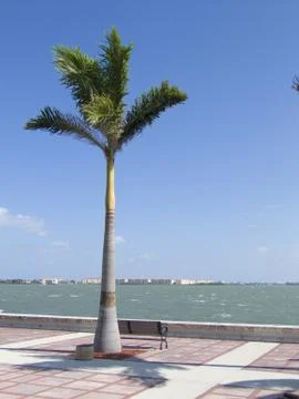 Lone single palm tree Stock Photos