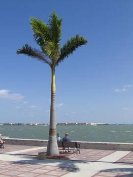 Lone single palm tree Stock Photos