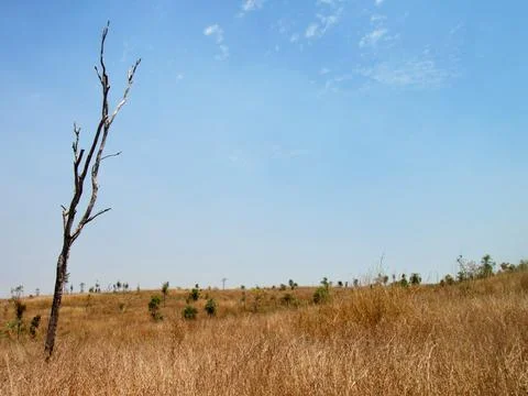 A lone, skeletal tree endures desolate wilderness Stock Photos
