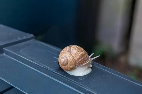 Lone Slow Snail on Ledge Stock Photos