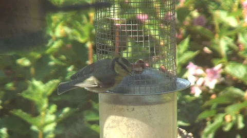 Lone Small Bird on feeder Stock Footage 32966355