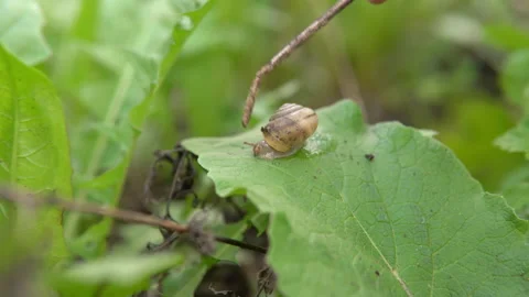 A lone snail, crawling on a green leaf of grass shaking in the wind, macro shot Stock Footage 194557997