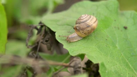 A lone snail, crawling on a green leaf of grass shaking in the wind, macro shot Stock Footage 194558108