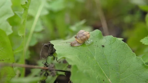 A lone snail, crawling on a green leaf of grass shaking in the wind, macro shot Stock Footage 194558197