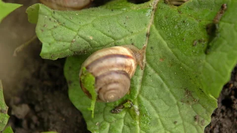 A lone snail, crawling on a green leaf of grass shaking in the wind, macro shot Stock Footage 194558313