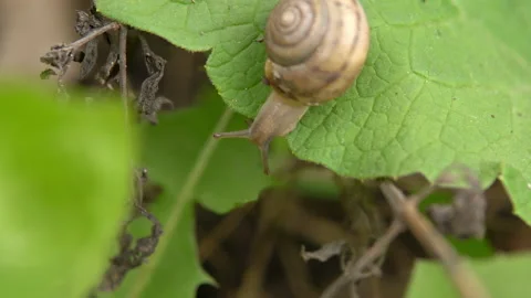 A lone snail, crawling on a green leaf of grass shaking in the wind, macro shot Stock Footage 194558403