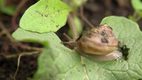 A lone snail, crawling on a green leaf of grass shaking in the wind, macro shot Stock Footage 194558498