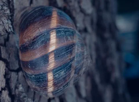 Lone snail on a tree trunk Stock Photos