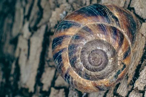 Lone snail on a tree trunk Stock Photos