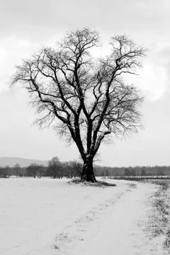 Lone snow covered tree Stock Photos