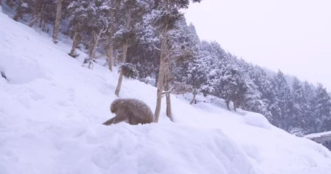 Lone snow monkey walking over deep snow slope below frosted forest Stock-Footage 347144594