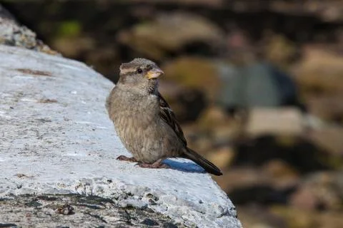 A lone sparrow Stock Photos