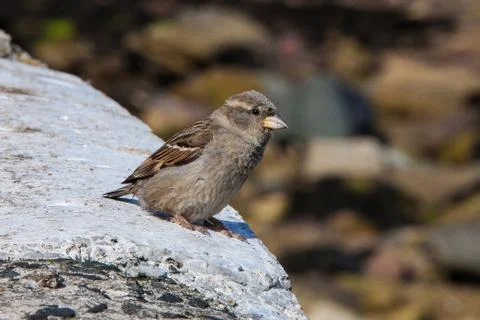 A lone sparrow Stock Photos