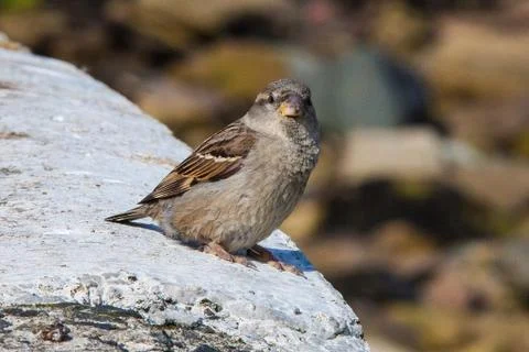A lone sparrow Stock Photos