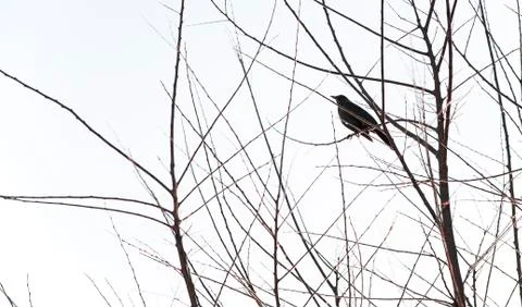 Lone sparrow on a tree	 Stock Photos