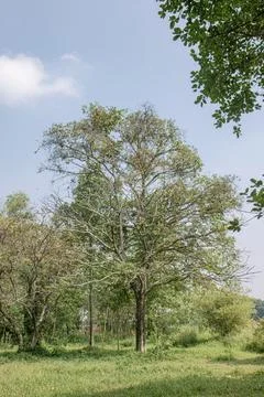 Lone Sparse Tree Beneath a Clear Blue Sky. Stock Photos