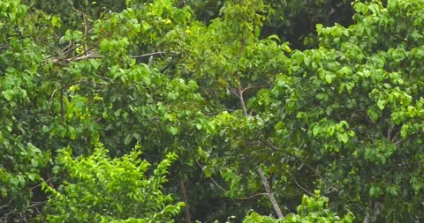 Lone spider monkey journeys across the green canopy of the Peruvian Amazon with Stock Footage 308353094