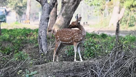 Lone spotted deer in close proximity in Corbett national park Stock Footage 266691360