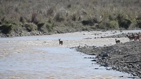 A lone spotted deer trying to cross the river in Corbett national park Stock Footage 270156844