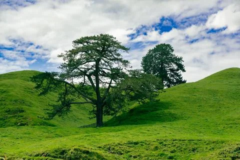 Lone Spreading Tree Rolling Green Hillside Fotos Stock