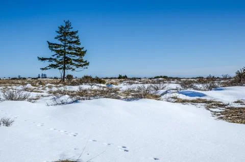 Lone spruce Foto stock