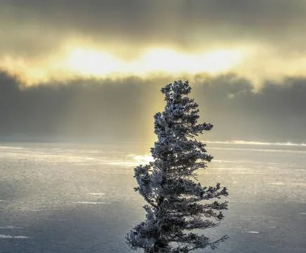 Lone Spruce Stock Photos