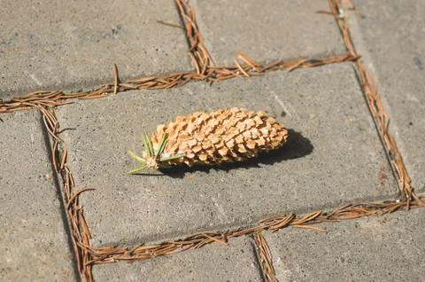 A lone spruce pine cone lying on a sidewalk tile in an autumn park. Stock Photos