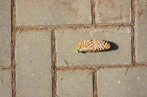 A lone spruce pine cone lying on a sidewalk tile in an autumn park. Stock Photos