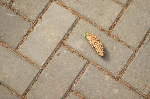 A lone spruce pine cone lying on a sidewalk tile in an autumn park. Stock Photos