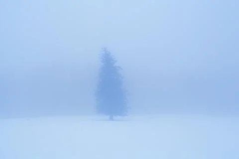 Lone spruce tree in dense winter fog Stock Photos