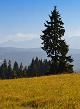 A lone spruce tree Stock Photos