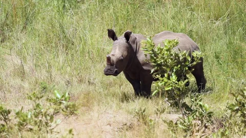 Lone Square-lipped white rhino stands in tall green savanna grass Stock Footage 335431504