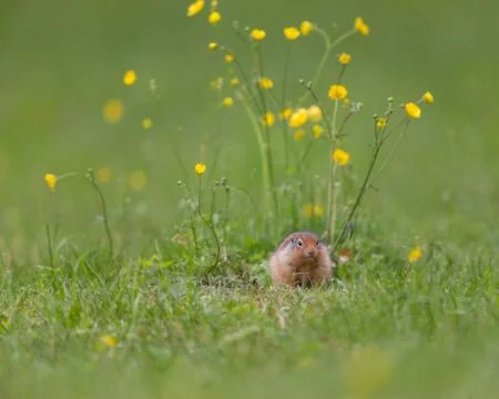 Lone Squirrel Фото