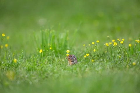 Lone Squirrel Фото