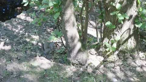 A lone squirrel sitting chewing it?? food next to the stumps of a tree Stock Footage 244892518