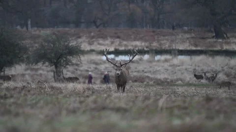 A lone stag walking towards camera in the cold winter weather. Stock Footage 100921362