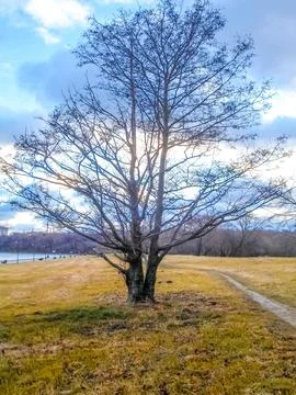 Lone standing bare tree in fall against blue cloudy sky Stock Photos