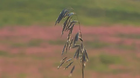 Lone stem of grass blowing the wind Stock Footage 7762839