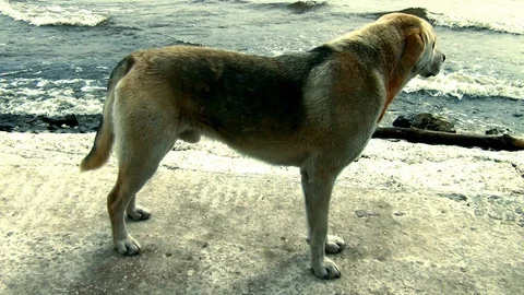 A lone stray dog Stock Footage 130118980