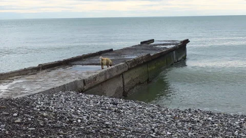 Lone stray dog walking on an old concrete pier at the sea, looking for food on a 動画素材 329616764