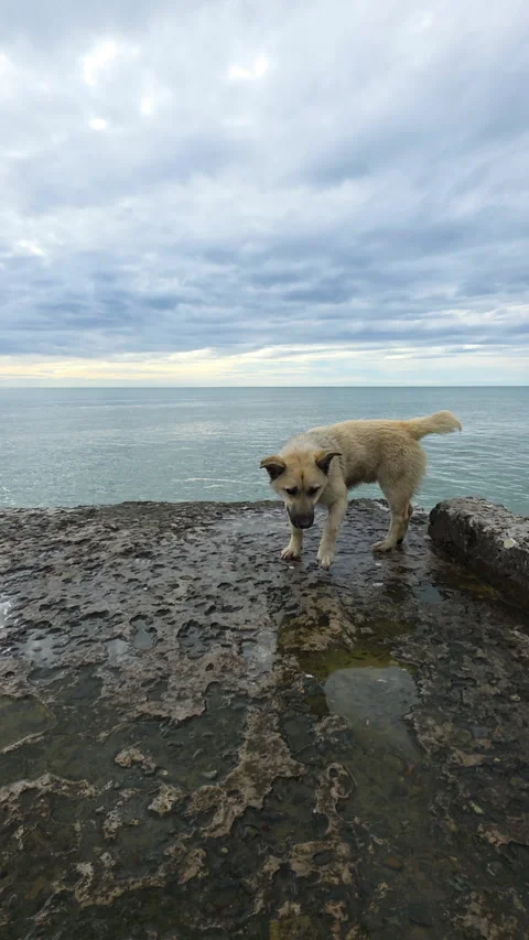 Lone stray dog walking on an old concrete pier at the sea, looking for food on a Vídeo Stock 329623158