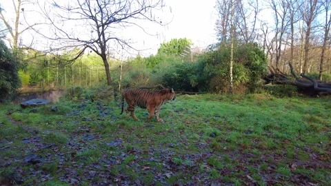 Lone Striped Tiger Walking Along Grass At Zoo. Slow Motion Stock Footage 167689230