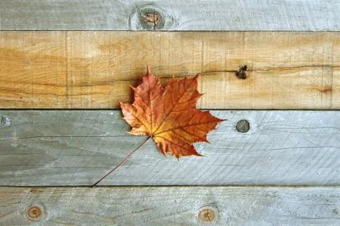Lone Sugar Maple Leaf on Rustic Wood Background Stock Photos