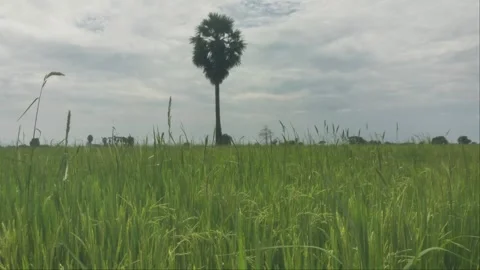 Lone Sugar Palm Tree Standing In Green Rice Field Swaying In The Wind Stock Footage 341355789