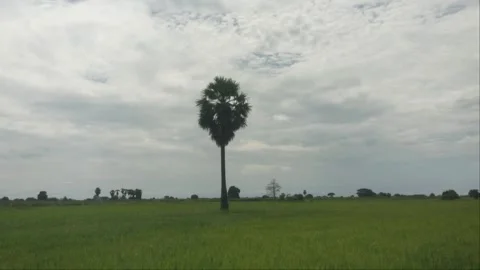 Lone Sugar Palm Tree Standing In Green Rice Field Under Cloudy Overcast Sky Stock Footage 341357533
