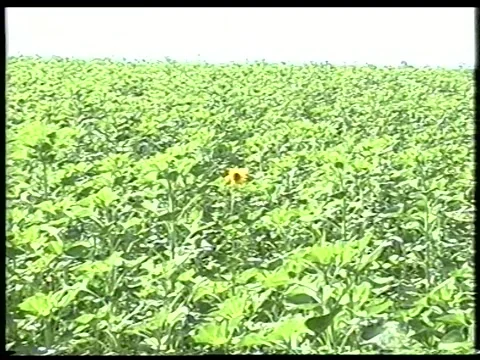 Lone Sunflower Stock Footage 340541475