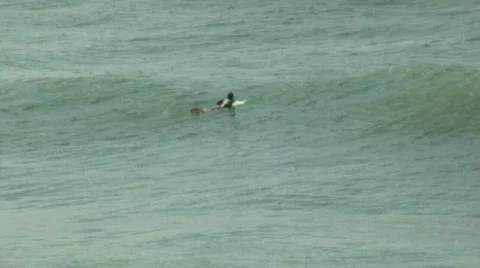 Lone Surfer Floats Before Selecting Wave and Taking Off for a Surf Stock Footage